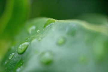 Detail of textures in nature, drops on green leaves