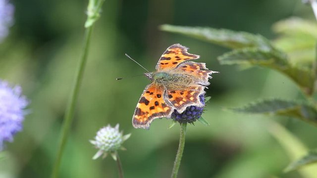 Butterfly Comma (Polygonia c-album) is on a purple flower