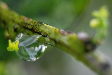 Detail of textures in nature, drops on green leaves