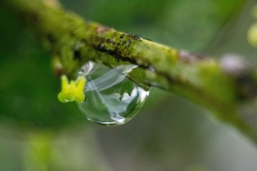 Detail of textures in nature, drops on green leaves