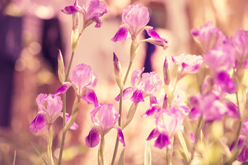 Naklejka na ściany i meble Blossoming iris flowers in the garden