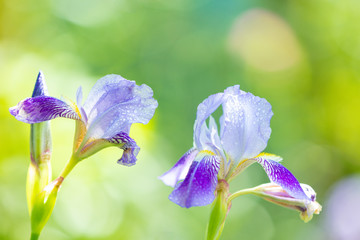 Blossoming iris flowers in the garden