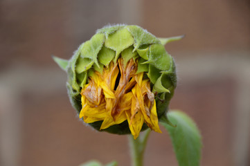 Close up of a dying sunflower