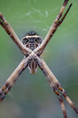 Spider on its spider web taken close up