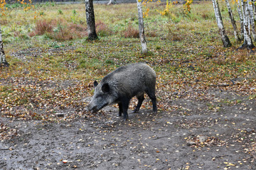 wild boars in the forest nursery