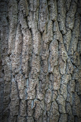 Texture Tree Bark