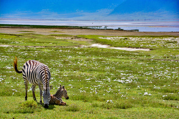 baby zebra and mom in tanzania © Jesse