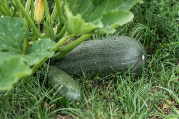 Green zucchini grows on a garden bed.