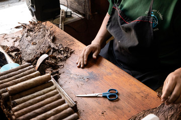 Man hands making cigars.