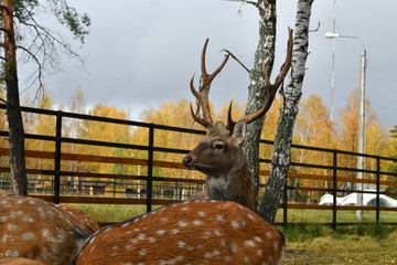 red spotted deer in a forest nursery