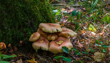 Mushrooms on a forest glade close-up.