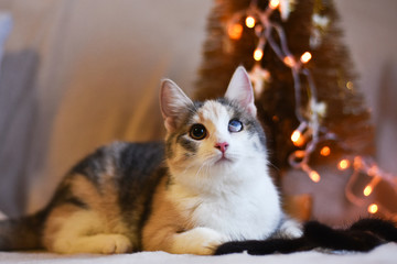 consequences of cat eye infection