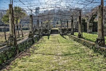 Grapevines In January, Tibaes Monastery, Portugal