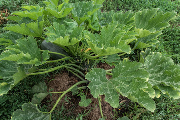 Naklejka premium Green zucchini grows on a garden bed.