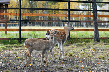 red spotted deer in a forest nursery