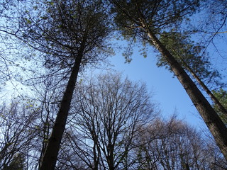 Trees in amongst the sky