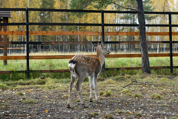 red spotted deer in a forest nursery