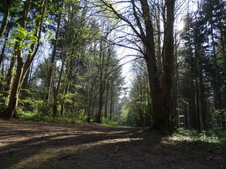 Road in the forest