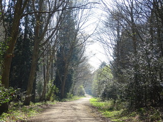 Fototapeta premium Woodland walk