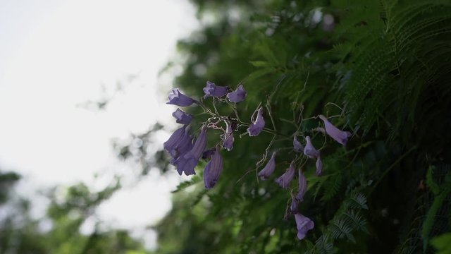 Purple tree Flower In The Shade in the forest. Dolly low angle shot
