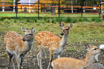 red spotted deer in a forest nursery