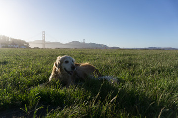 Dog is playing in front of Golden Gate Bridge