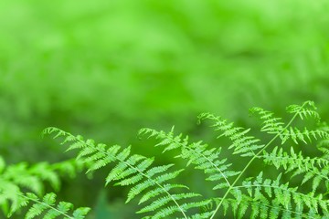 Bracken fern background