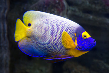 Bright beautiful Fish yellow angel (Pomacanthus xanthometopon) swims on a background of blue water. Marine life, fish.