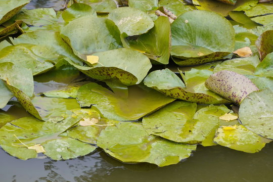 wet leaves of water lilies lie in dark green water, fallen leaves from trees lie on top, cloudy autumn weather. the change of seasons
