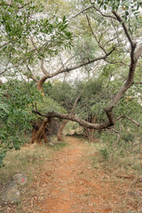 Scene on the Bushpig trail at Swadini