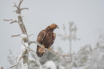 Golden eagle sitting on a tree branch on a cold winter day
