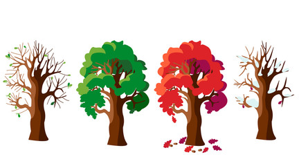 Oak tree in four versions. Four seasons: autumn, winter, spring, summer. The tree changes its appearance with the change of season.  Vector illustration in cartoon style. © Natali S