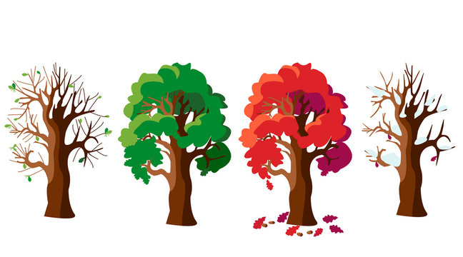 Oak tree in four versions. Four seasons: autumn, winter, spring, summer. The tree changes its appearance with the change of season.  Vector illustration in cartoon style.