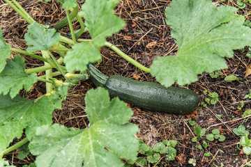 Green zucchini grows on a garden bed.