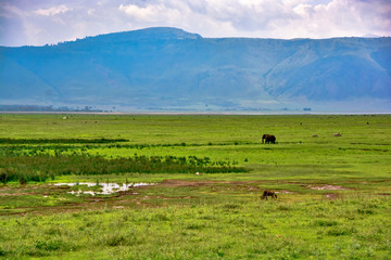 Obraz premium safari in tanzania