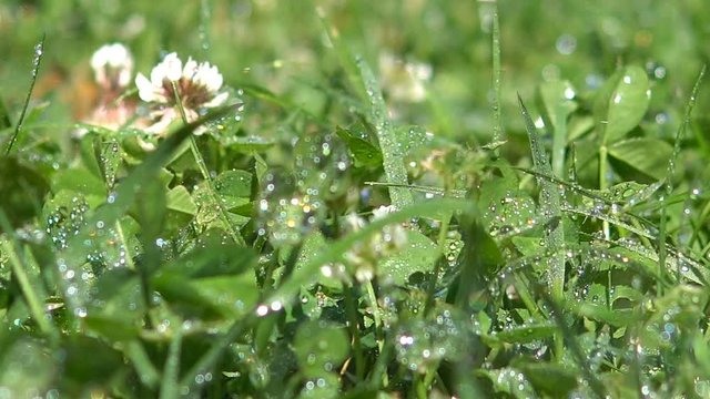 Fresh morining rain falling on the grass
