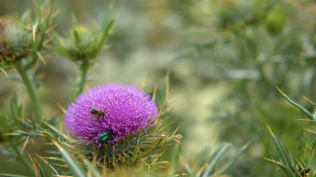 Insect on Silybum marianum flower with blurred background