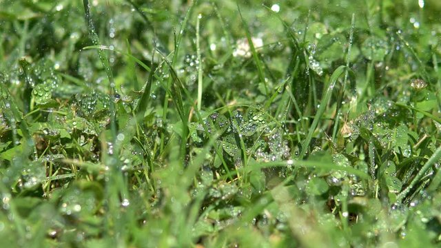 Grass wathering, drops falling on it