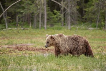 Brown bear (Ursus arctos) walks carefully on the very wet swamp