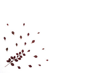 Composition of dead leaves isolated.