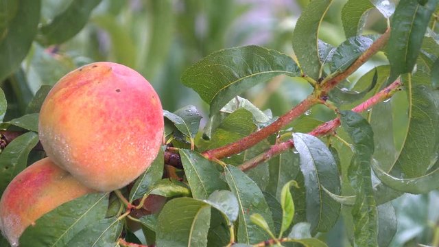 Close up of rain falling on the peach tree