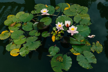 Water Lily bloom and frogs.