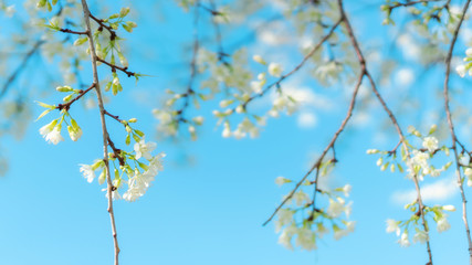 White wild Himalayan cherry blossom in a garden.