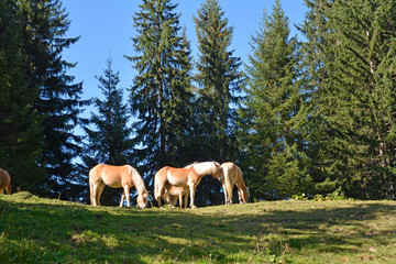 weide im kleinwalsertal