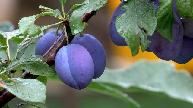 Raindrops on plum tree