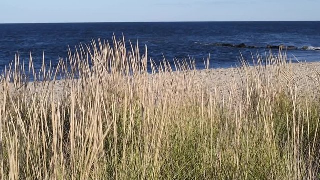 Plants swaying through wind on the beach