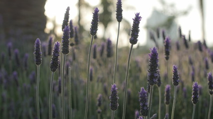 Fototapeta premium field of wild flowers