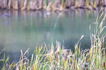 Obraz na płótnie Canvas green grass in the water