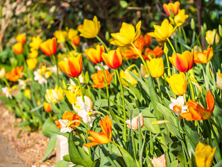 Vivid or vibrant orange and yellow tulip flower field in the park or garden.