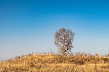 Fototapeta na wymiar birch with fallen leaves in autumn against the blue sky